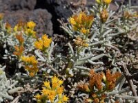 Schizogyne sericea 7, Saxifraga-Ed Stikvoort