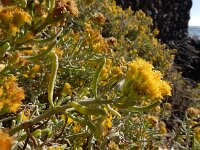 Schizogyne sericea 8, Saxifraga-Ed Stikvoort