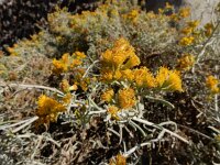 Schizogyne sericea 9, Saxifraga-Ed Stikvoort