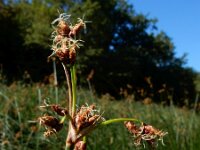 Schoenoplectus lacustris 6, Mattenbies, Saxifraga-Ed Stikvoort