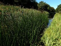 Schoenoplectus lacustris 7, Mattenbies, Saxifraga-Ed Stikvoort
