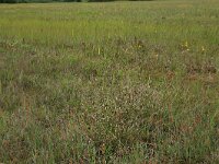 Schoenus nigricans 11, Knopbies, Saxifraga-Hans Boll