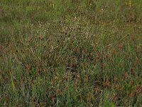 Schoenus nigricans 12, Knopbies, Saxifraga-Hans Boll