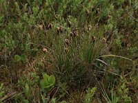 Schoenus nigricans 13, Knopbies, Saxifraga-Hans Boll