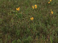 Schoenus nigricans 14, Knopbies, Saxifraga-Hans Boll