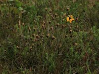 Schoenus nigricans 15, Knopbies, Saxifraga-Hans Boll