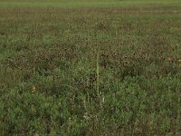 Schoenus nigricans 16, Knopbies, Saxifraga-Hans Boll