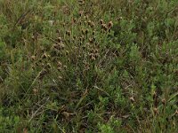 Schoenus nigricans 17, Knopbies, Saxifraga-Hans Boll