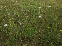Schoenus nigricans 18, Knopbies, Saxifraga-Hans Boll