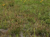 Schoenus nigricans 19, Knopbies, Saxifraga-Hans Boll