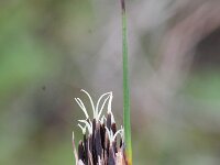Schoenus nigricans 2, Knopbies, Saxifraga-Rutger Barendse