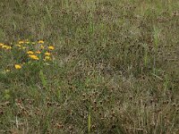 Schoenus nigricans 25, Knopbies, Saxifraga-Hans Boll