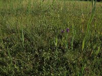 Schoenus nigricans 26, Knopbies, Saxifraga-Hans Boll