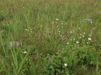 Schoenus nigricans 28, Knopbies, Saxifraga-Hans Boll