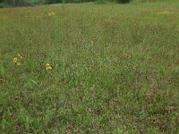 Schoenus nigricans 30, Knopbies, Saxifraga-Hans Boll