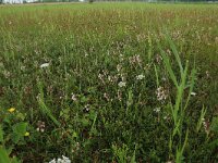 Schoenus nigricans 31, Knopbies, Saxifraga-Hans Boll