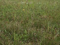 Schoenus nigricans 33, Knopbies, Saxifraga-Hans Boll