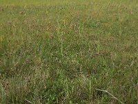 Schoenus nigricans 34, Knopbies, Saxifraga-Hans Boll