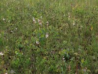 Schoenus nigricans 35, Knopbies, Saxifraga-Hans Boll