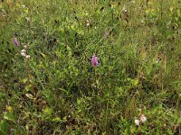 Schoenus nigricans 36, Knopbies, Saxifraga-Hans Boll
