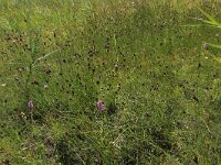 Schoenus nigricans 40, Knopbies, Saxifraga-Hans Boll