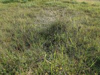 Schoenus nigricans 47, Knopbies, Saxifraga-Hans Boll