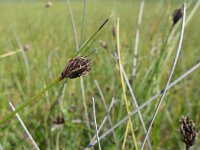 Schoenus nigricans 48, Knopbies, Saxifraga-Jelle van Dijk