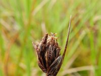 Schoenus nigricans 5, Knopbies, Saxifraga-Rutger Barendse