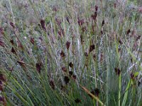 Schoenus nigricans 50, Knopbies, Saxifraga-Rutger Barendse