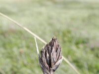 Schoenus nigricans 51, Knopbies, Saxifraga-Rutger Barendse