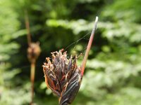 Schoenus nigricans 53, Knopbies, Saxifraga-Rutger Barendse