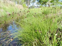 Schoenus nigricans 54, Knopbies, Saxifraga-Rutger Barendse