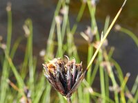 Schoenus nigricans 55, Knopbies, Saxifraga-Rutger Barendse