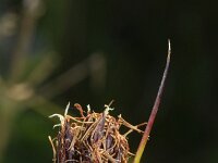 Schoenus nigricans 6, Knopbies, Saxifraga-Rutger Barendse