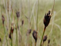 Schoenus nigricans 61, Knopbies, Saxifraga-Ed Stikvoort