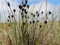 Schoenus nigricans 62, Knopbies, Saxifraga-Ed Stikvoort
