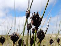 Schoenus nigricans 63, Knopbies, Saxifraga-Ed Stikvoort