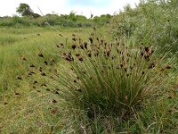 Schoenus nigricans 65, Knopbies, Saxifraga-Ed Stikvoort