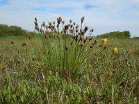 Schoenus nigricans 66, Knopbies, Saxifraga-Ed Stikvoort
