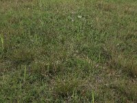 Schoenus nigricans 7, Knopbies, Saxifraga-Hans Boll