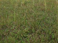 Schoenus nigricans 9, Knopbies, Saxifraga-Hans Boll