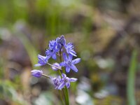Scilla bifolia 49, Vroege sterhyacint, Saxifraga-Jan Nijendijk