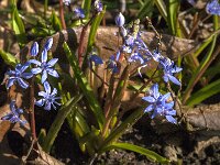 Scilla bifolia 55, Saxifraga-Jan van der Straaten