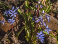 Scilla bifolia 57, Saxifraga-Jan van der Straaten