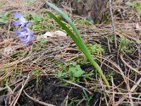 Scilla forbesii 5, Grote sneeuwroem, Saxifraga-Rutger Barendse