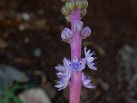 Scilla haemorrhoidalis 2, Saxifraga-Ed Stikvoort