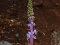 Scilla haemorrhoidalis 3, Saxifraga-Ed Stikvoort