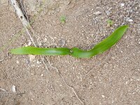 Scilla haemorrhoidalis 4, Saxifraga-Rutger Barendse