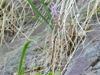 Scilla haemorrhoidalis 5, Saxifraga-Rutger Barendse