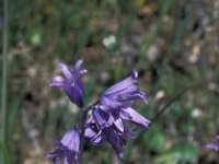 Scilla hispanica 2, Saxifraga-Jan van der Straaten